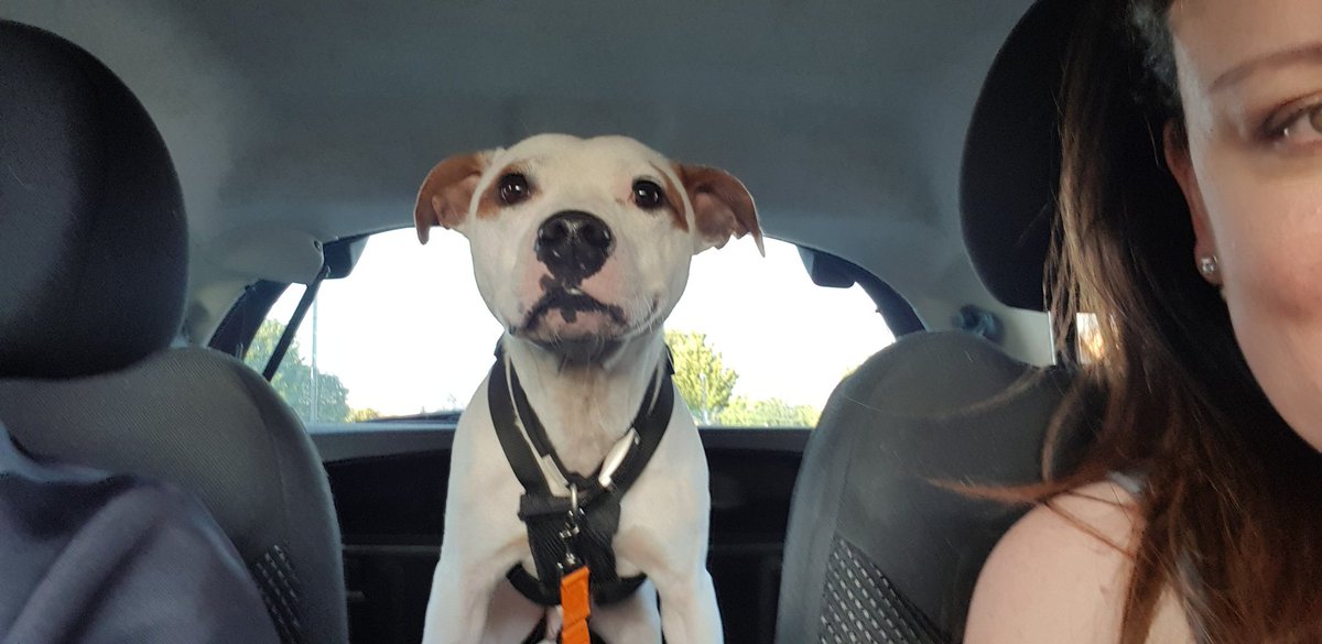 fastlily321's tweet image. #dontblamethebreed Here is my dangerous 7 years old #staffy