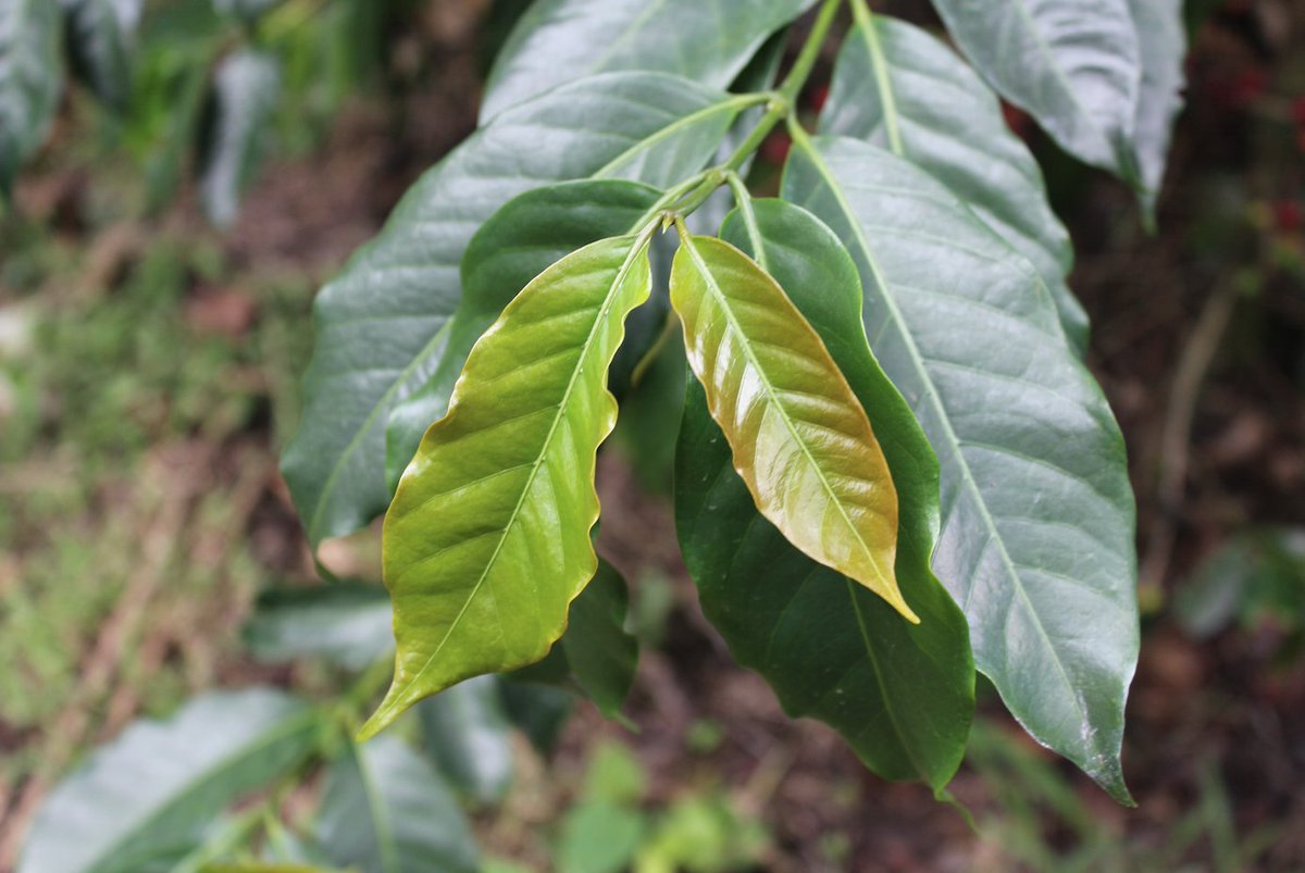 Choosing the correct variety—one that meets the farmer’s goals and needs—can significantly reduce losses due to diseases/pests, increase production volume, and/or increase quality. This is why WCR created the interactive Arabica Coffee Varieties website: ow.ly/gqkz50wGOFx