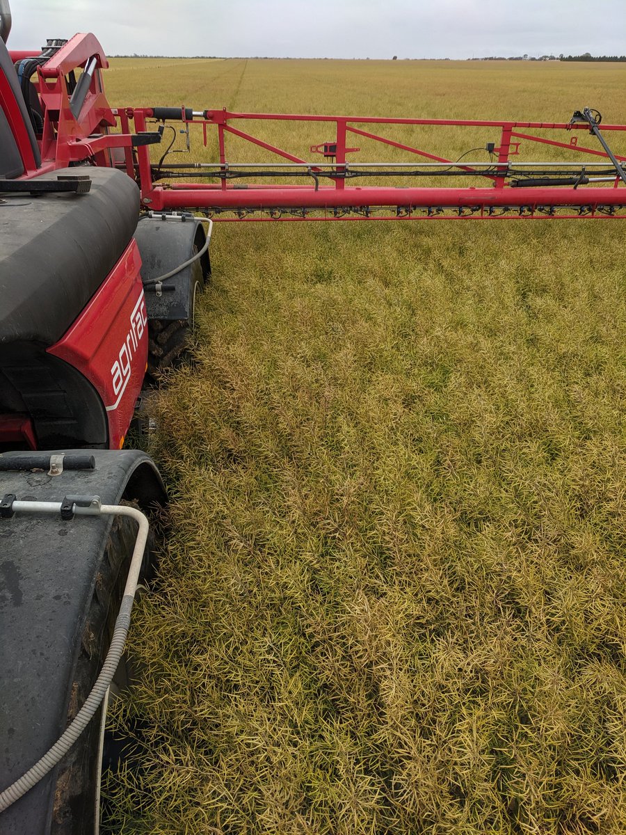TRethus's tweet photo. @Tridekon shields doing a great job in good canola. Should be less spewing (&amp; swearing) when direct heading at harvest. @AgrifacAU @WoodlandsMecha1 https://t.co/VCOFEBsyWe