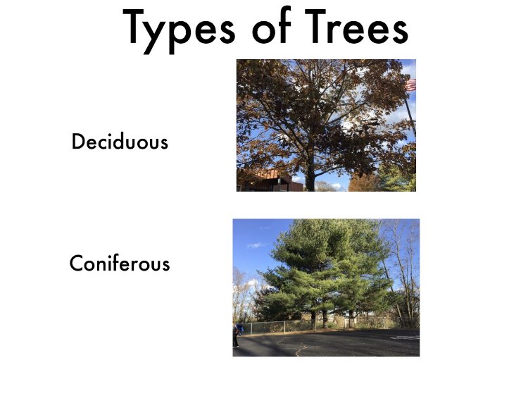 Today we took science outside to photograph real life examples of deciduous and coniferous trees for a quick Keynote!