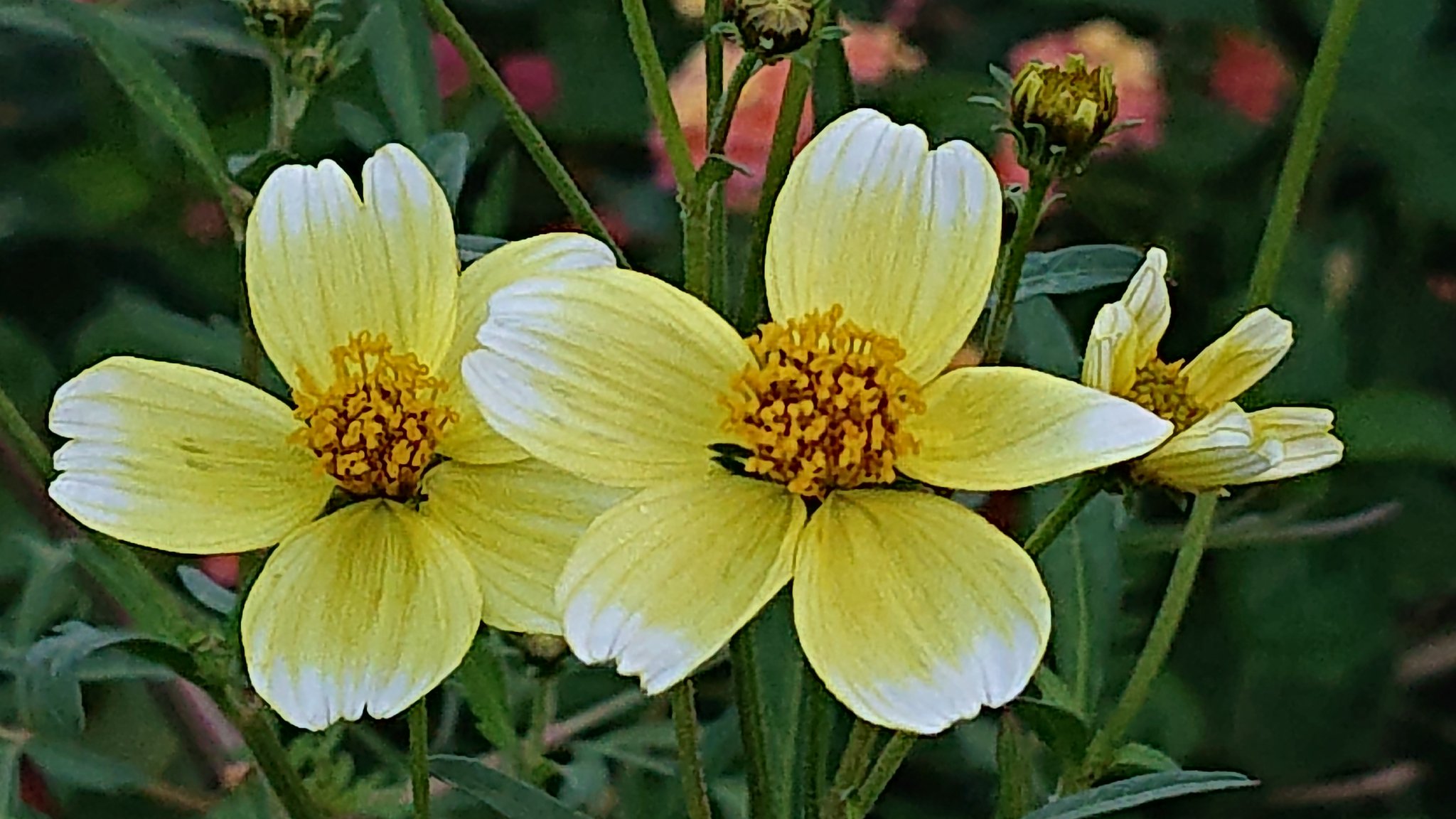 Satochan ウインターコスモス ヒデンス キク科 黄 白 ピンク 10 12月 コスモスに似た花が 秋から冬に開花するのが由来 でも コスモスの仲間ではありません 我が家に黄と白のウインターコスモスが咲きました 背丈がよく