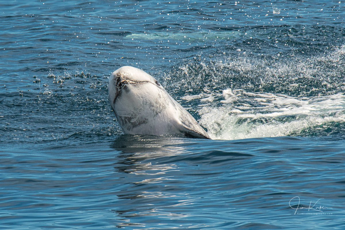 Someone's popping up to say Hi! #PhotoOfTheDay #Dolphin #RissosDolphin #MarineMammal #Cetacean #DailyPhoto #DailyPic #Wildlife #WildlifePhotography #MontereyBay #Monterey #MossLanding #CentalCoast #Pacific #Ocean #SpyHop #WhaleWatch