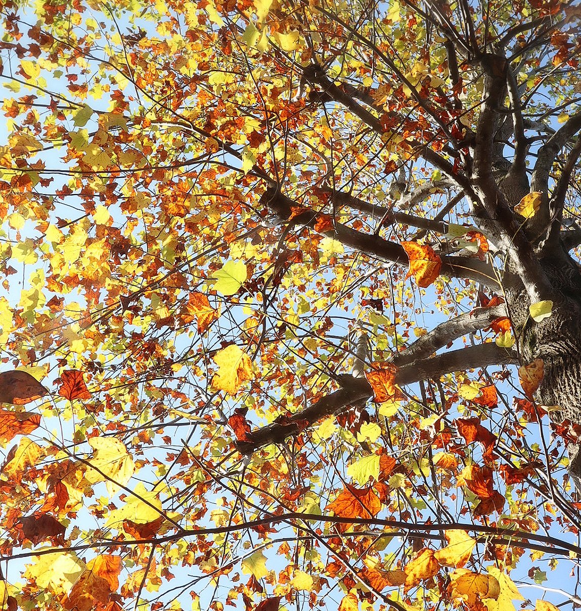 Mam Ov V 幸せになろうよ ポプラかな 多分ポプラ ポプラの木が紅葉 ぉはよー ショートステイ利用の母が 近頃 また不穏な行動 気持ち 沈むけど 見上げたら 温かい色合いで 心が和んだ おはようございます 紅葉 T Co Uw3xl14gtv