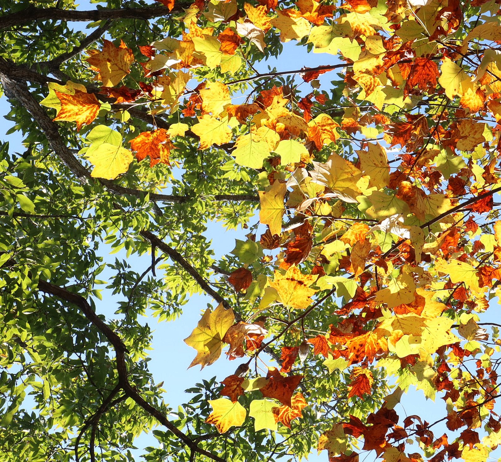 Mam Ov V 幸せになろうよ ポプラかな 多分ポプラ ポプラの木が紅葉 ぉはよー ショートステイ利用の母が 近頃 また不穏な行動 気持ち 沈むけど 見上げたら 温かい色合いで 心が和んだ おはようございます 紅葉 T Co Uw3xl14gtv