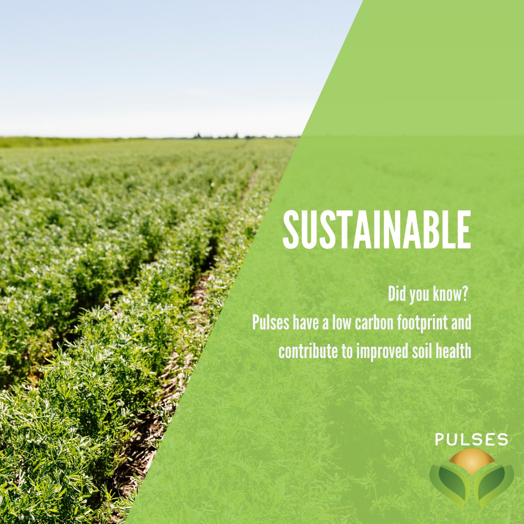 pulseagnews's tweet photo. Pulse crops have a low carbon footprint. They have a special relationship with soil bacteria that convert nitrogen in the air into a form that plants can use. This means that farmers need to add little or no nitrogen fertilizer to grow a pulse crop. https://t.co/odQ9Pp3Khz