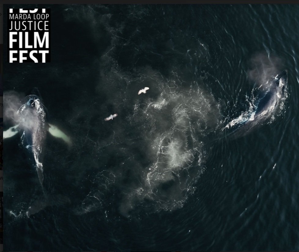 justicefilm's tweet photo. llluminating the many issues that have drawn whale researchers, the Gitga’at First Nation and the #BritishColumbia Gov't into a complex conflict, @mirtjo's @thewhaleandthe1 is showing at #MLJFF2019. Check out our website for more info: https://t.co/dRcBTpVq7r #FilmFeatureFriday https://t.co/Q6Qy2CzEUz