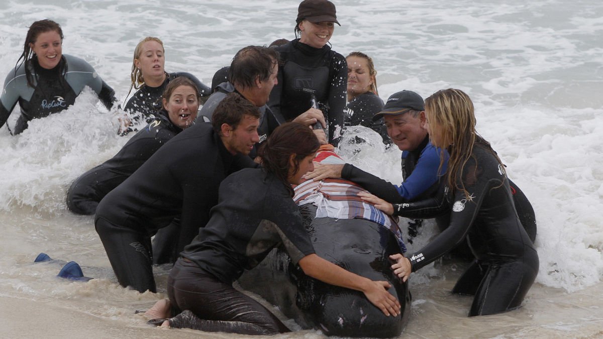 ClickHole's tweet image. The Power Of Teamwork: When A Whale Washed Up On Shore, This Community Banded Together To Disobey God’s Plan clckhl.co/L86dPSR