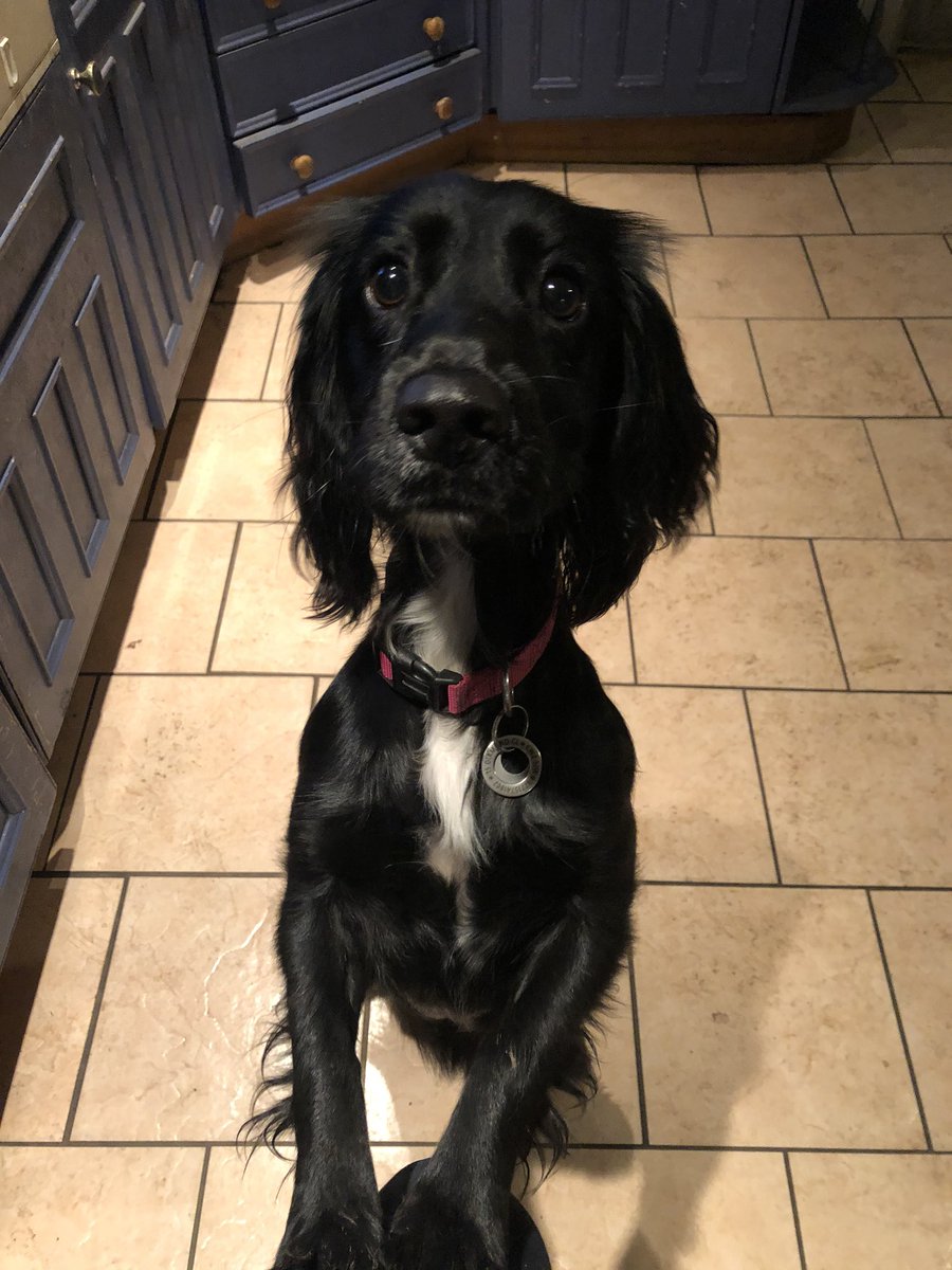 New member of the DDD gang today. Pretty little Maya is such a sweetie 💖💖🐾🐶#sprocker #spaniel #doggydaycare