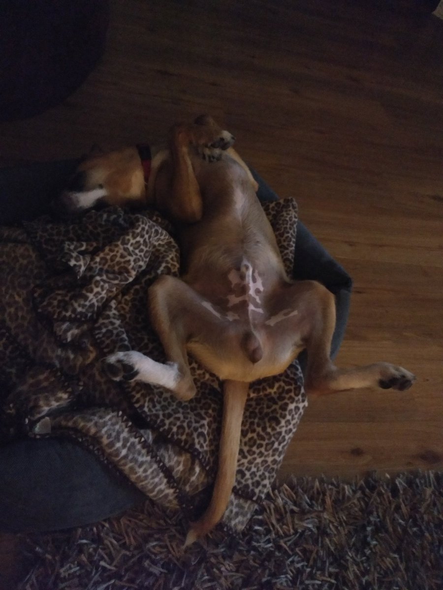 Buffmaster3's tweet image. Wenn der Buffmaster schläft, verwandelt er sich in den sein Alter Ego... - Klötenkönig!