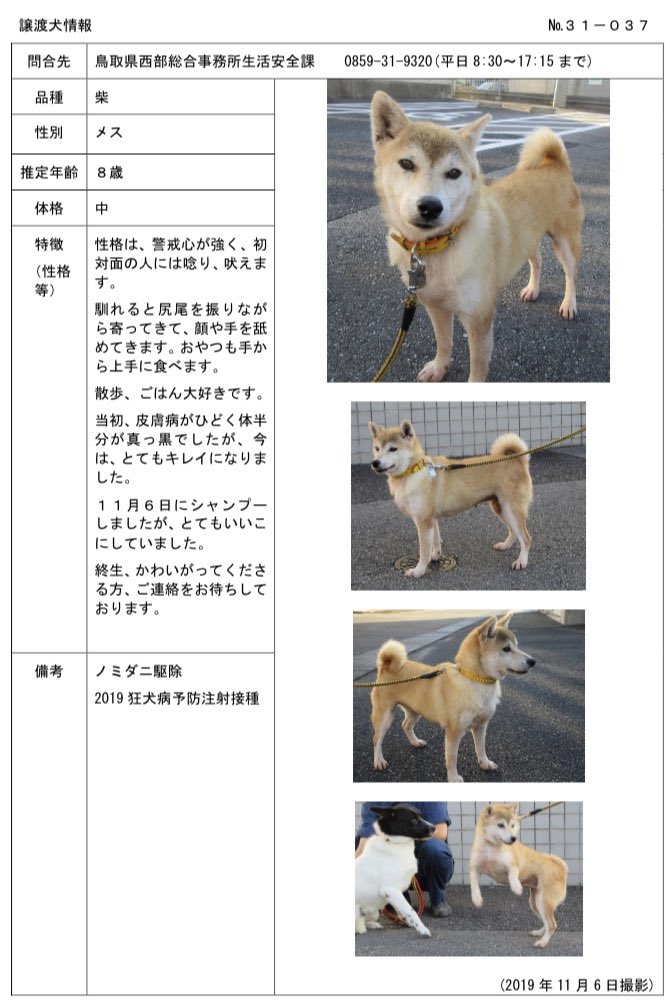 Doggys Smile 11 10 11時 2時開催の米子保健所犬猫譲渡会 参加犬達 この子達は何故保健所にいるのか ご理解頂ける方とご縁が繋がる事を願っています 是非会いに来てあげて下さい 米子保健所 鳥取県 保健所収容 家族募集中 里親 犬と猫