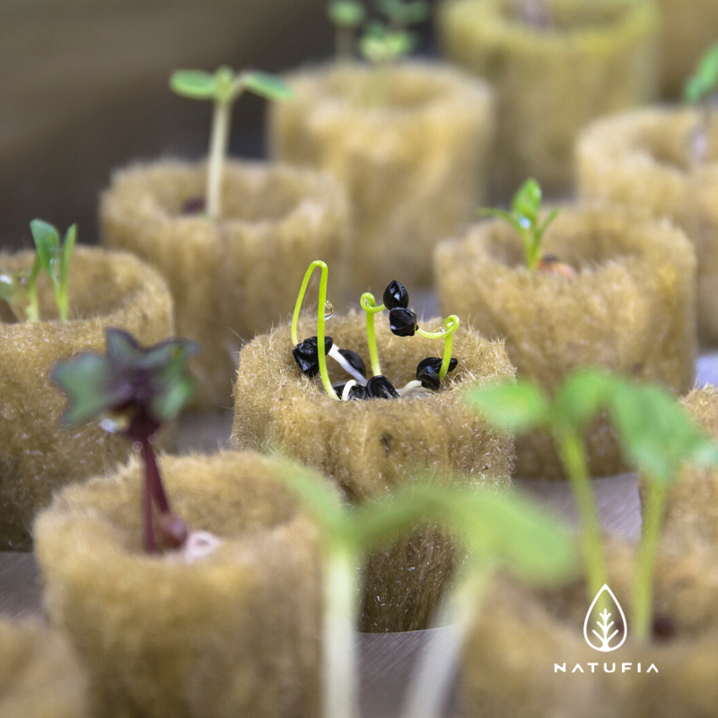 NATUFIA_Labs's tweet image. Develop a conscious relationship with your food. 
Watch it germinate and grow, right in your kitchen. 
Seedpods in NATUFIA Kitchen Garden. 🌱

Learn more at NATUFIA.com 

#natufia #kitchengarden #kitchentotable #food #cuisine #healthyfood #sustainability