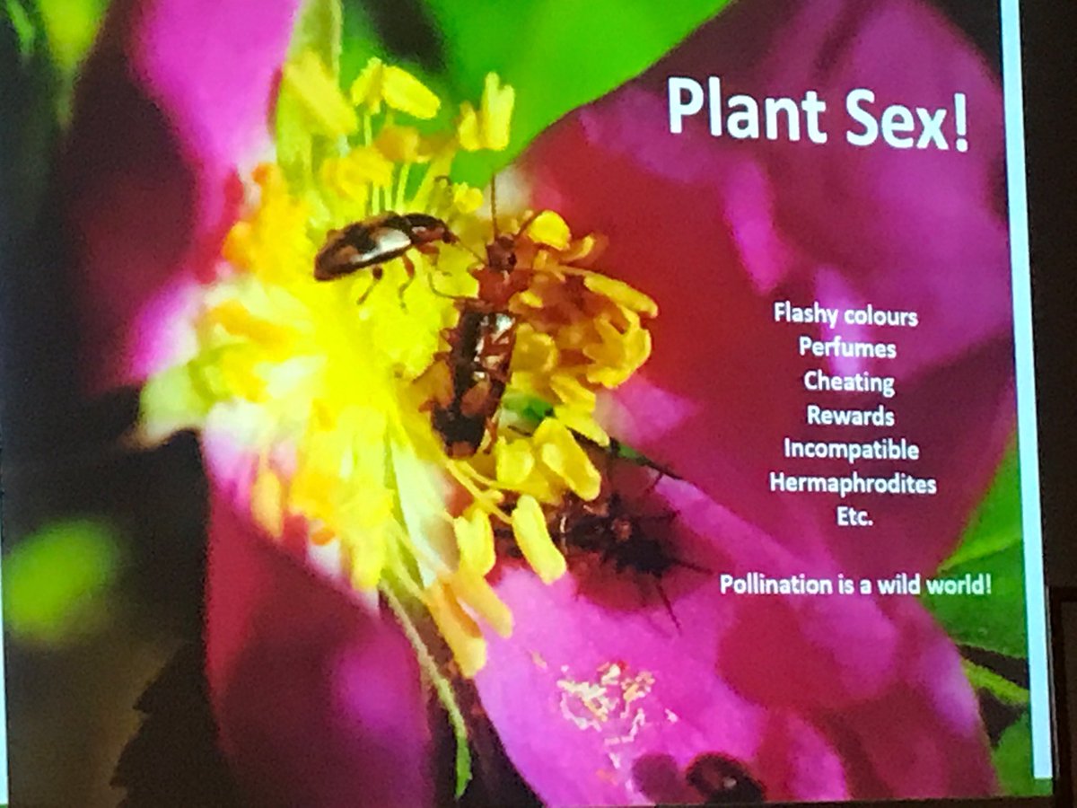 TamaraCarter20's tweet photo. At the Sask Advisory Meeting on Forage Crops #SAMFC, Graham Parsons captured attendees’ attention with SEX!, plant sex that is, as he presented information on bees and their role as pollinators. Considering ways to help create habitat for the bees? Think #forages @saskforage https://t.co/mQnPX0D3Xq