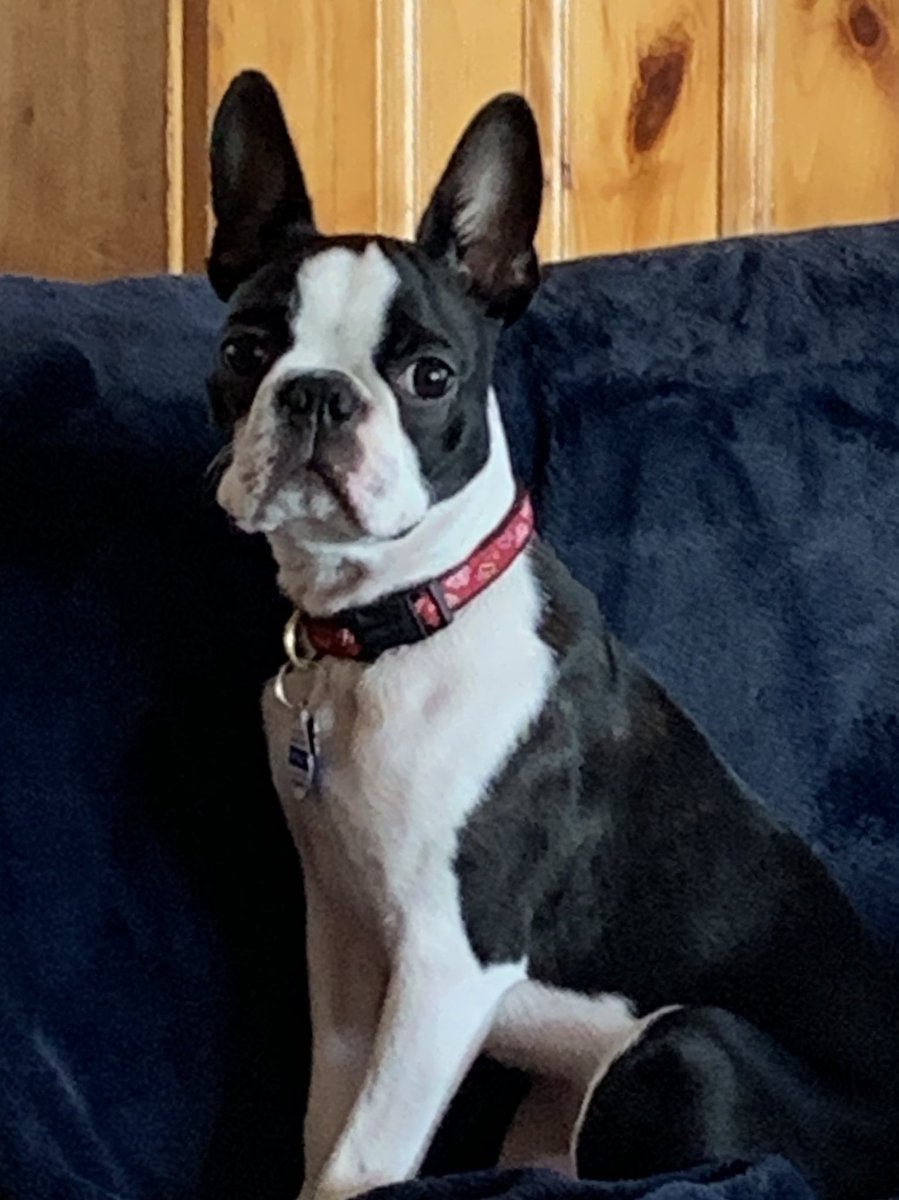 Rocky Welles Lane wears his red bandanna collar proudly in honor of Welles Crowther. We Are BC. #menandwomenforothers @dawnmobrien @MartinJarmond @BCFootball @bcinterruption @BCEagles