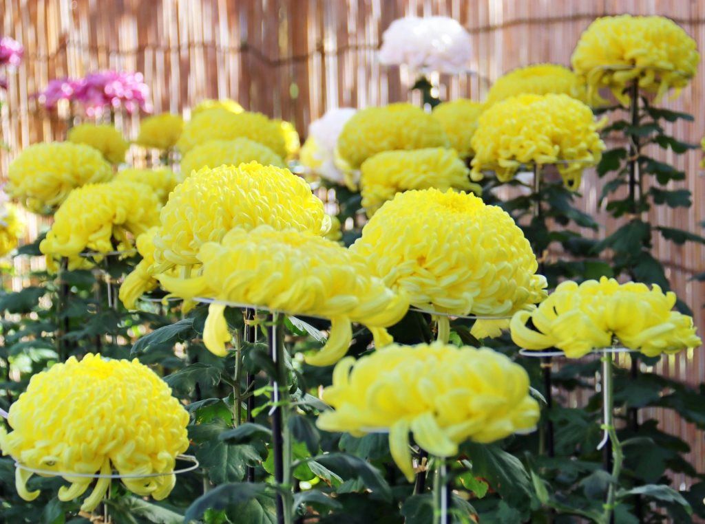 江東区 第34回 亀戸天神 菊まつり 開催中 亀戸天神社 亀戸3 で 第34回亀戸天神菊まつり が 11 24 日 まで開かれています 今年も約400鉢の菊の花壇が境内を彩る菊の花が見頃を迎えています プレスルーム T Co Fcgwajjgtf 江東