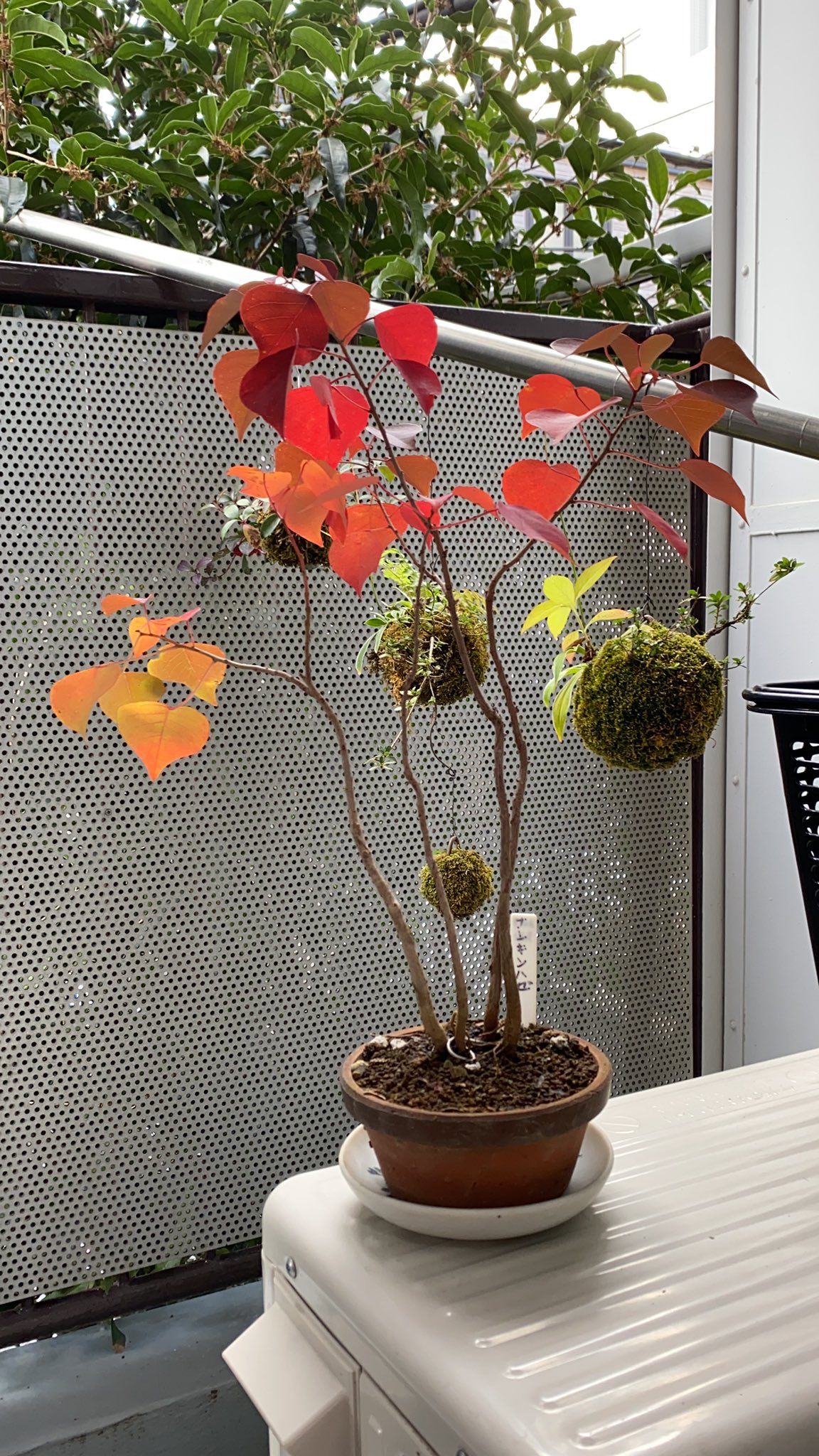 真澄 苔玉の小宇宙 Qc8jmbwnnpyvckh Twitter