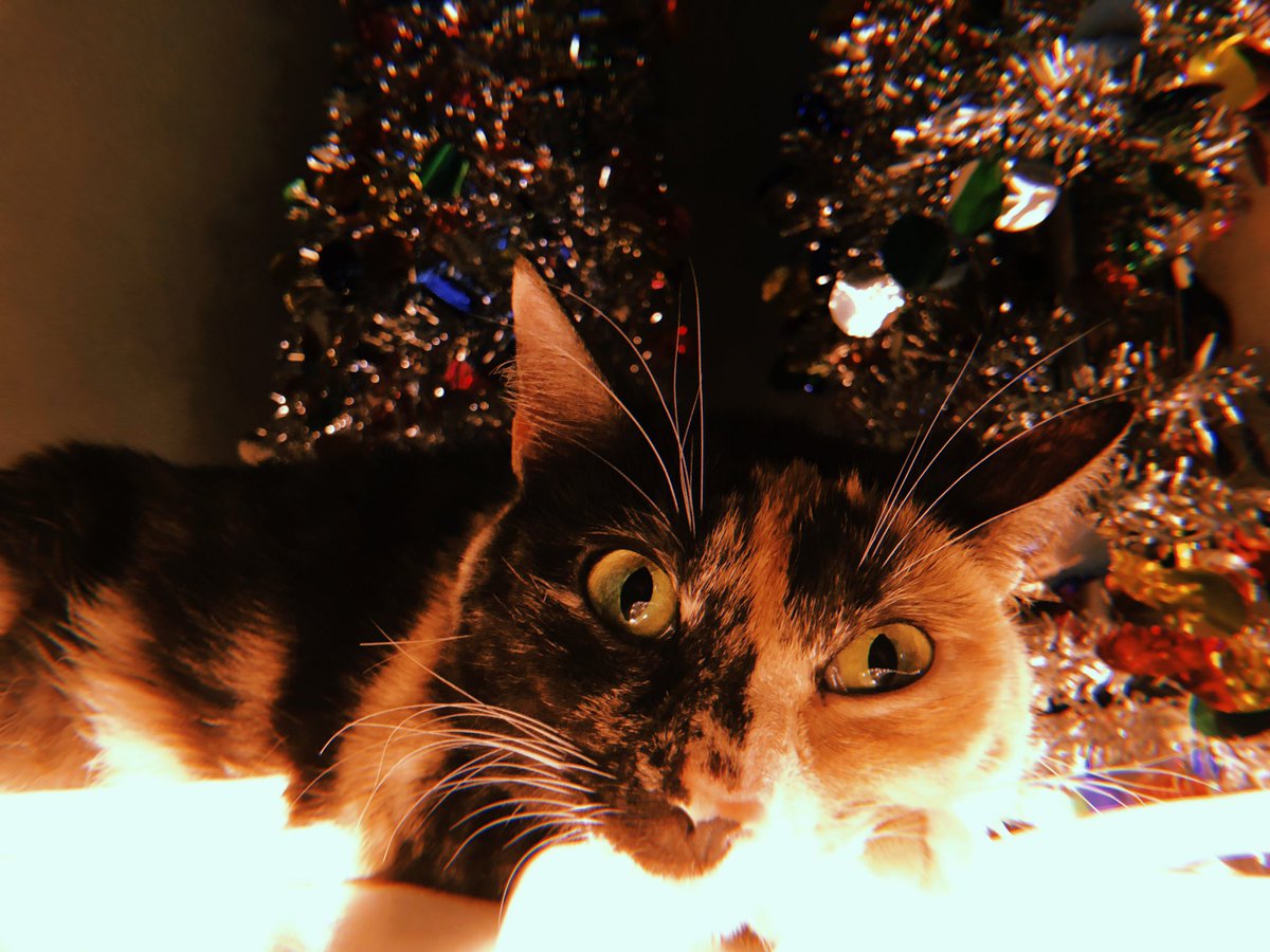_itspaulbarrett's tweet photo. 🌲🌲 https://t.co/PBdMB9mlNN