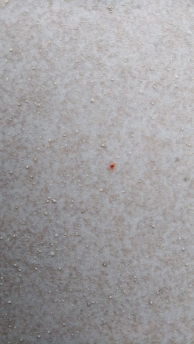 小さい クモ 赤い 小さな赤い虫「タカラダニ」の発生原因と駆除方法とは？噛まれるとかゆくなる？