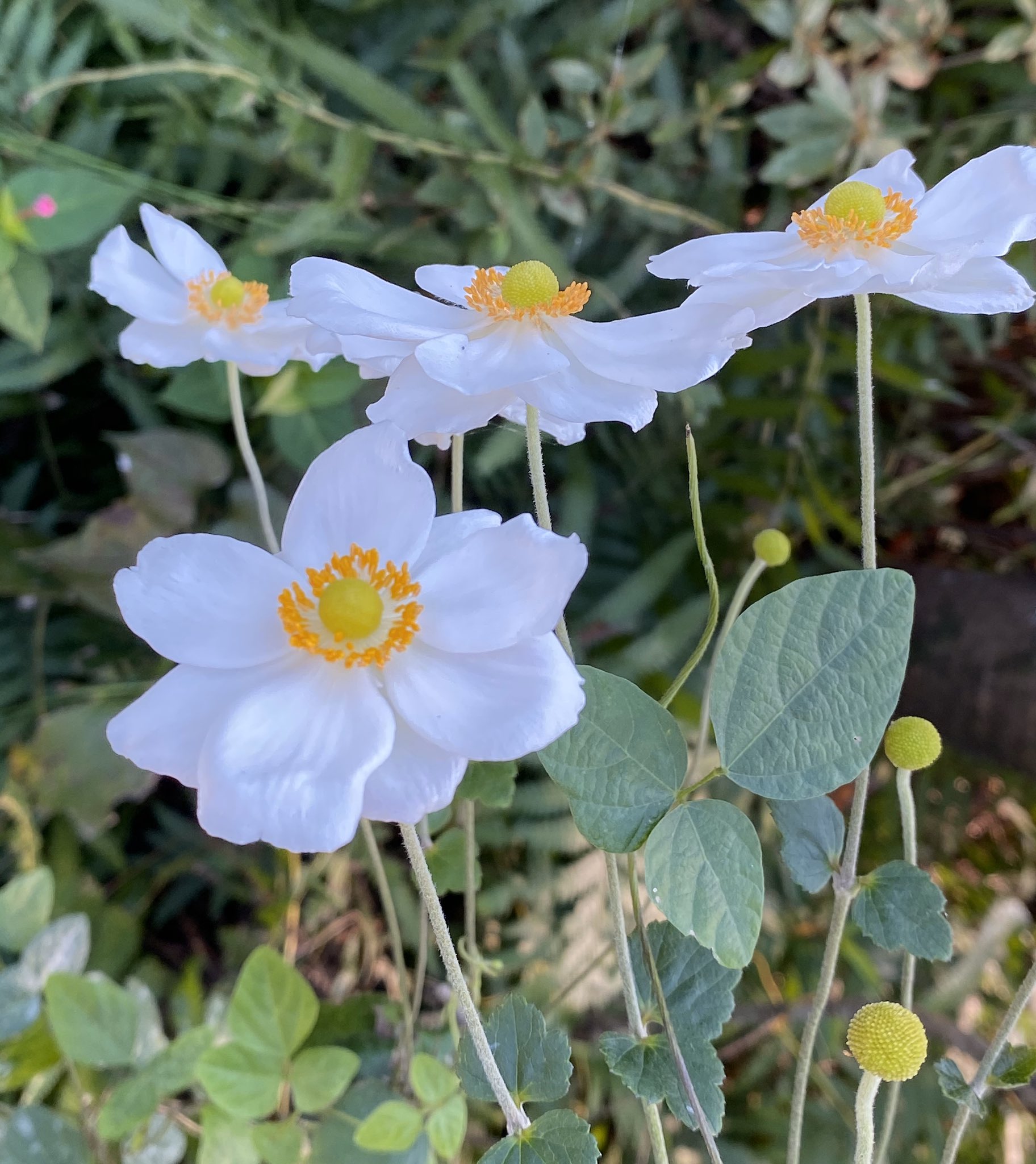 かすみ ｼｭｳﾒｲｷﾞｸの花言葉は ﾆﾝﾀｲだぁ ٩ ˊᗜˋ و 秋明菊 ｱﾈﾓﾈの仲間 T Co Nhc6zdzz96 Twitter