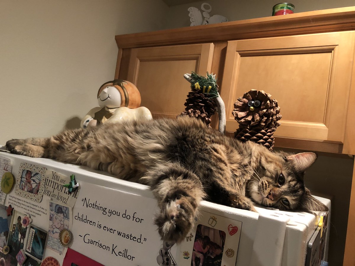 AKMamaGrizzly's tweet photo. Friday night mood. #CaturdayEve #ItsCaturdaySomewhere #Cats #CatsOfTwitter #CatsOnTwitter https://t.co/DXhti5yFhQ