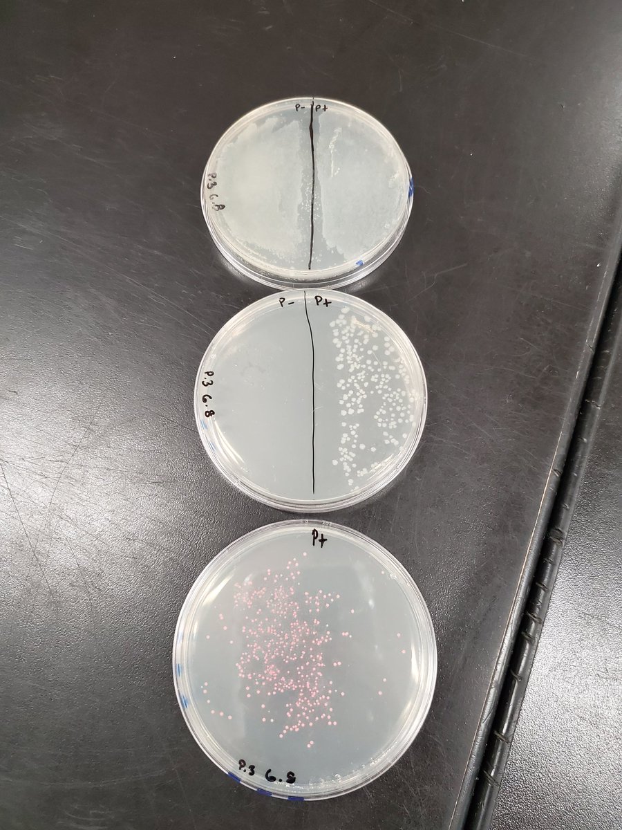 We had some awesome results with our transformed bacteria today! Students learned so much this week modeling how insulin is genetically engineered. So thankful to Amgen &amp; Miramar College for making this possible! #bringingbiotechtoec #ngss