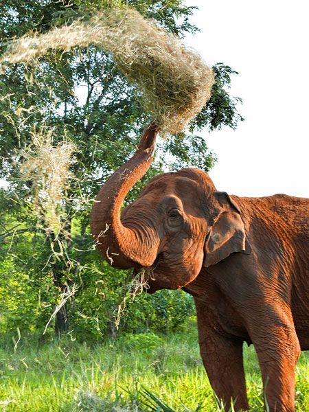 Global Sanctuary for Elephants tweet media