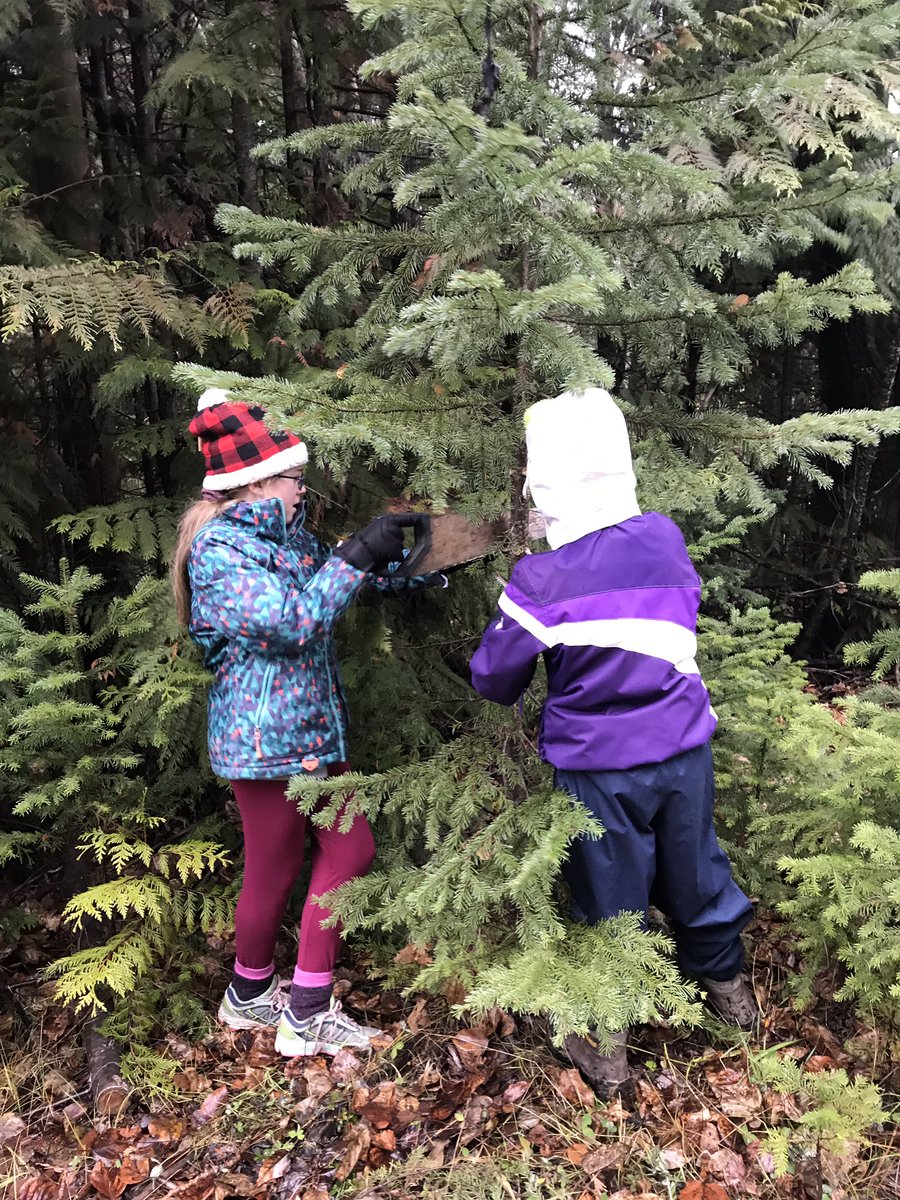 flmccoubrey's tweet image. And this.  Students set up a plot I’ll use with future classes to measure carbon sequestration in a fuel managed forest.  We thinned the plot, chose sample trees and measured their circumference. #gavinlake #baselinedata #climatechangeadaptation #handsonscience @EEPSA @C2C_BC