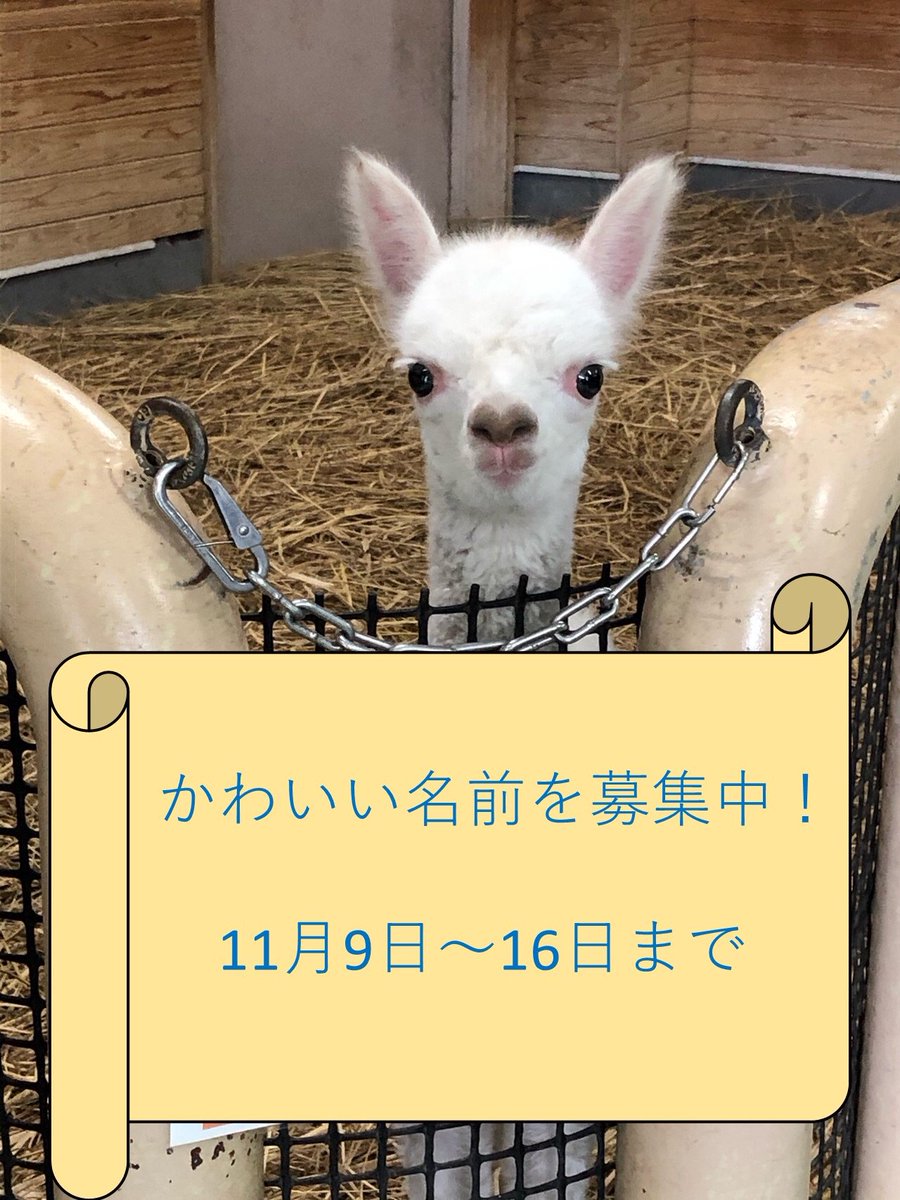 東武動物公園 公式 リュウくん 本日より 先月19日に誕生したアルパカの赤ちゃんの名前を募集します 可愛い名前をお待ちしております 詳しくは 東武動物公園の公式ホームページをご覧ください 東武動物公園 T Co Rm7jkqbg1y