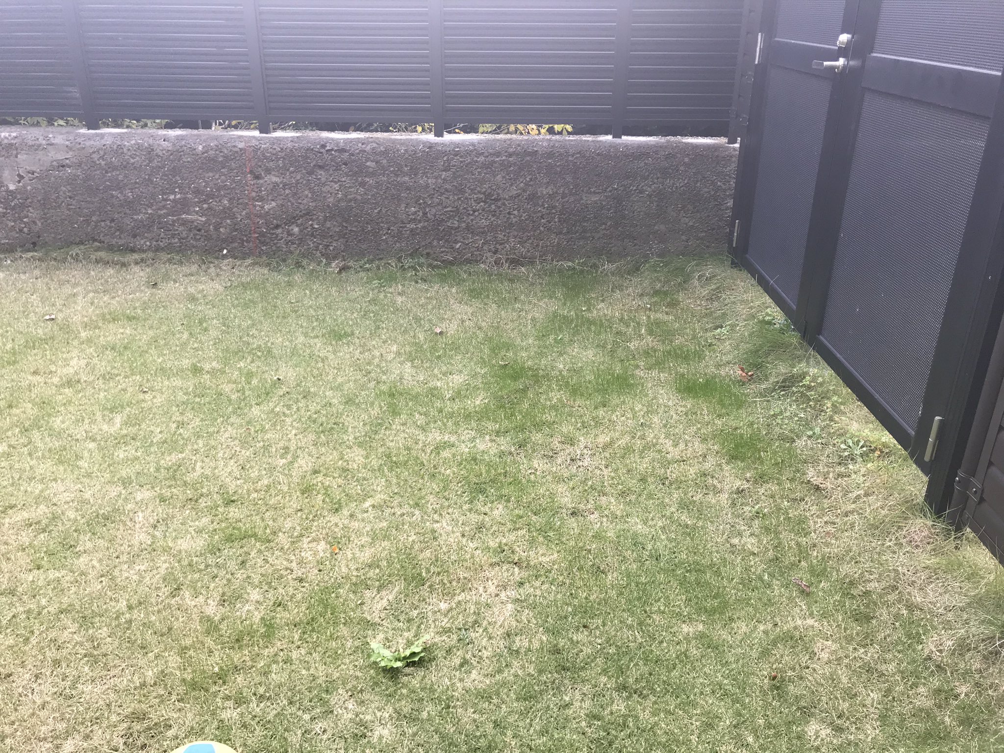 さかなくん 夏芝は枯れてきたが オーバーシードしたおかげで 冬芝の緑が出てきた もう少しで根付くのが楽しみだ 芝生 オーバーシード 冬芝 ペレニアルライグラス T Co B6lzizxujc Twitter