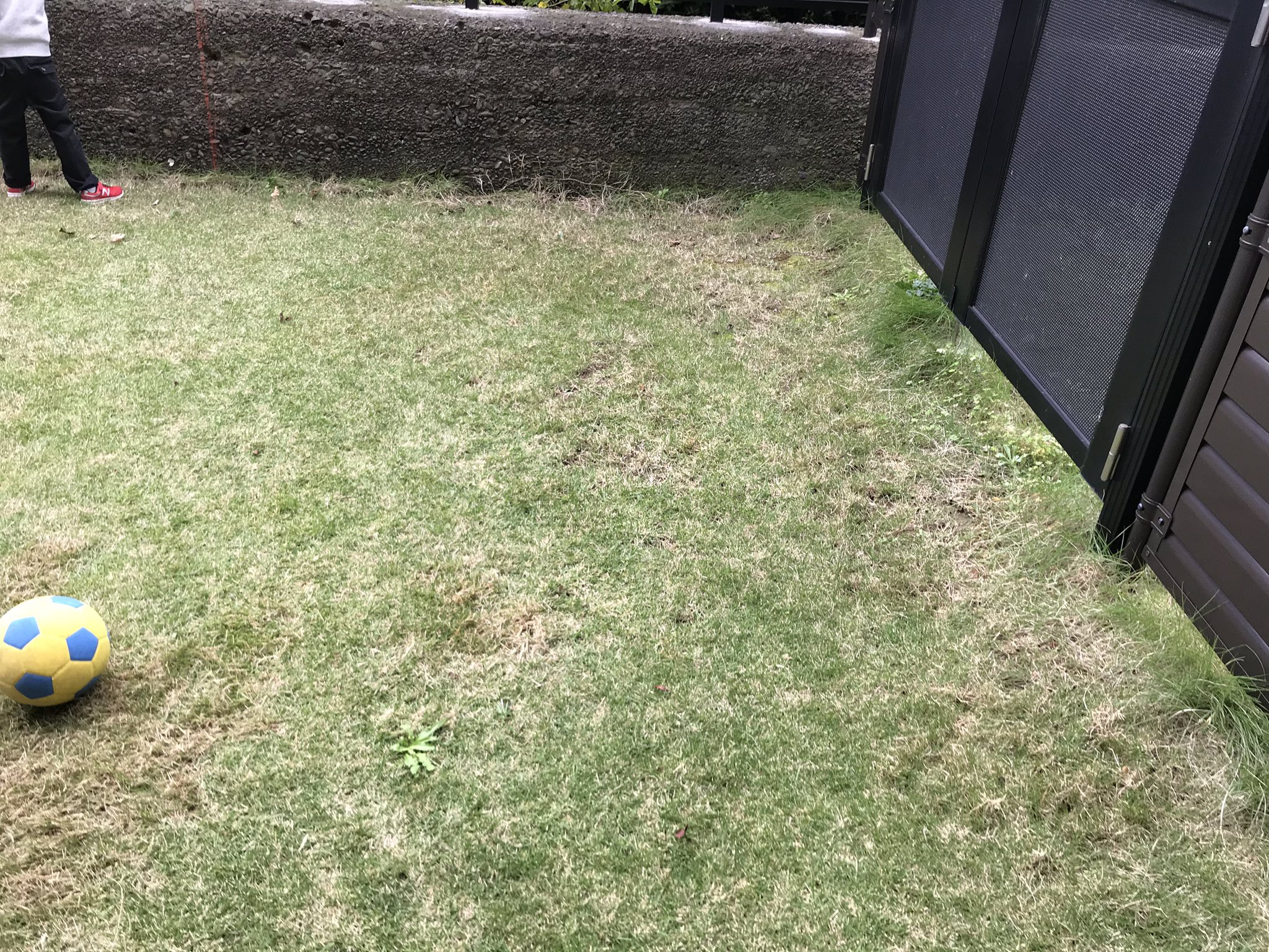 さかなくん 夏芝は枯れてきたが オーバーシードしたおかげで 冬芝の緑が出てきた もう少しで根付くのが楽しみだ 芝生 オーバーシード 冬芝 ペレニアルライグラス T Co B6lzizxujc Twitter