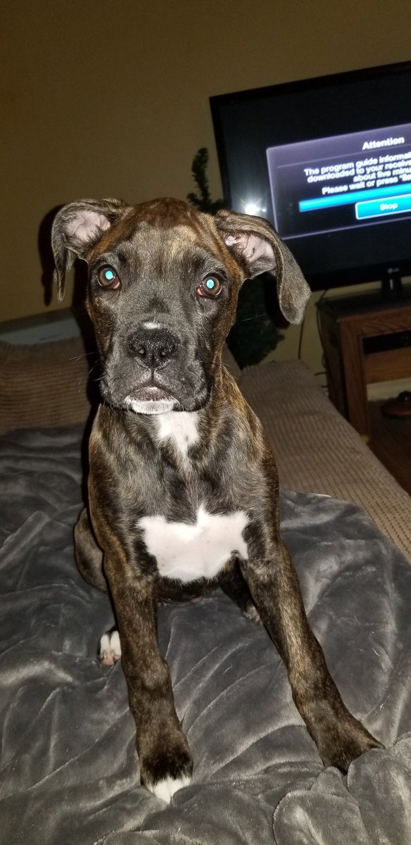 fatalburn's tweet image. Check out my modeling skills. #thenexttopdog #modelingskills #boxer #boxerpuppy #boxerpuppies #boxersmom #boxerlove #myforeverhome #frankiegirl #animalovers #boxerdog #newboxermom #puppytraining