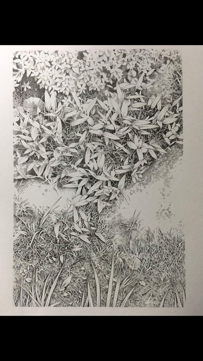 今回こちらもまた私が趣味で描いている細密ペン画自然物の原画を販売しております。ボタニカルアート好きな方、如何でしょうか? 