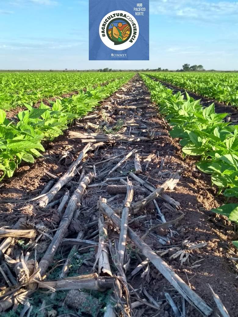 Siembra de ajonjolí, sobre soca de sorgo, del productor Bruno López, en Las Lagunitas, Salvador Alvarado, Sin., donde se obtuvo un buen resultado en el Ciclo de Verano. Hoy, en Invierno, sigue haciendo #AgriculturaConCiencia al establecer Frijol, sobre soca de Maíz.
