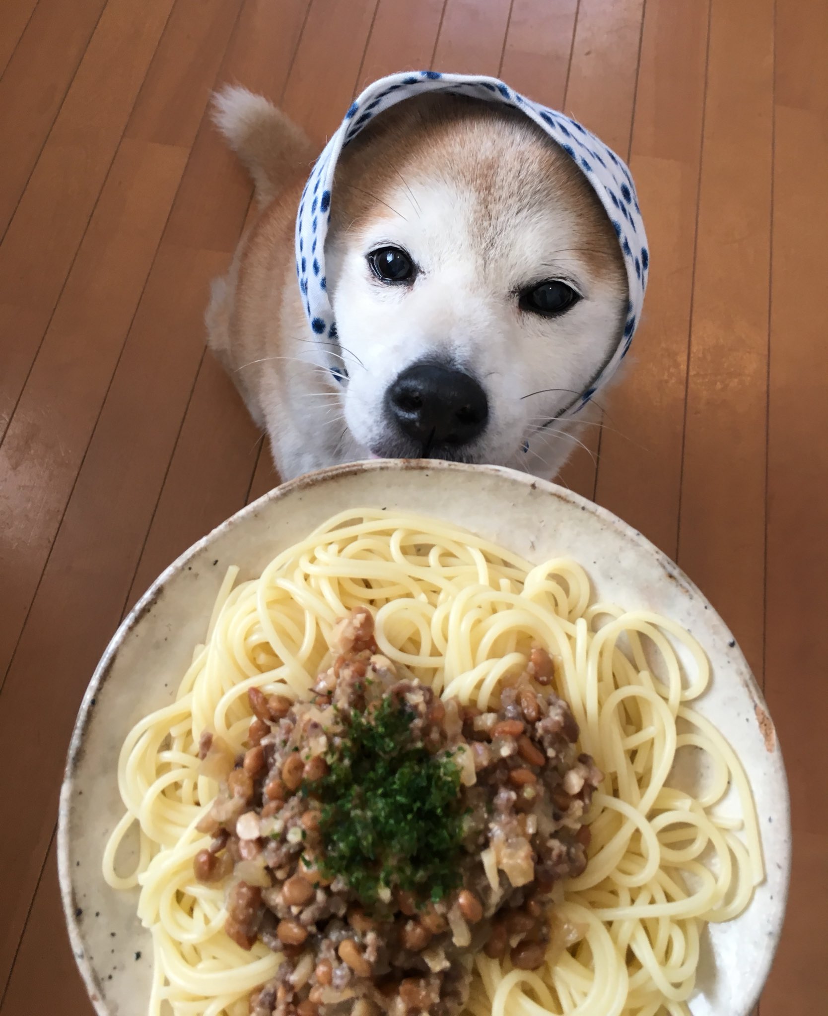 Sekinedesign ちわーーーーーーっす 犬のおべんとう屋でーーーーーっす お昼は犬の納豆肉みそげんきスパゲッティ わんよ お仕事の人 踊ってる人 子育て中の人 介護中の人 被災地の方 寒さに気をつけて 病気療養中の方 犬 猫 みんな 快復を祈っ