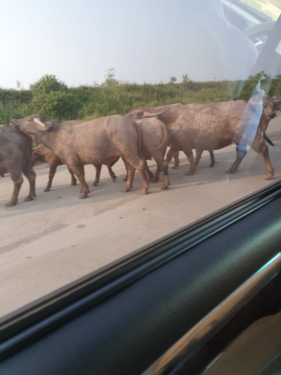 namikatz's tweet image. Traffic jam on the way back to Ha Noi 🤣 @EganLab @Innovet_UK_NIVR