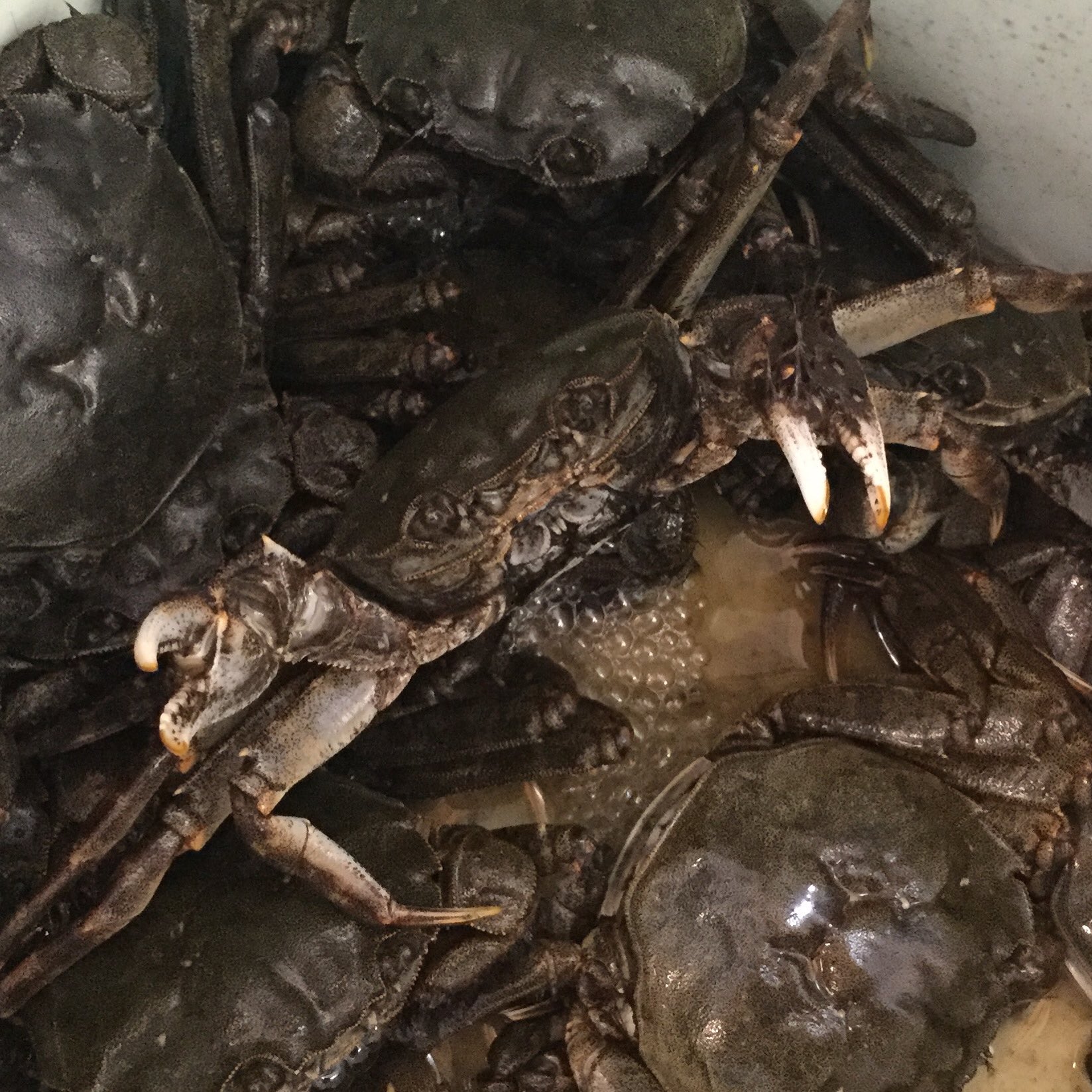 万代島鮮魚センター 公式 まだ美味しい時期の川ガニ 正式にはモクズガニと呼ばれるカニ 少ないものの 身も美味しいカニです 内子が美味しいメス 確認しようとトングを持ったら 警戒心丸出し 乁 W 乁 シャー 警戒 新潟県 新潟市 ピア