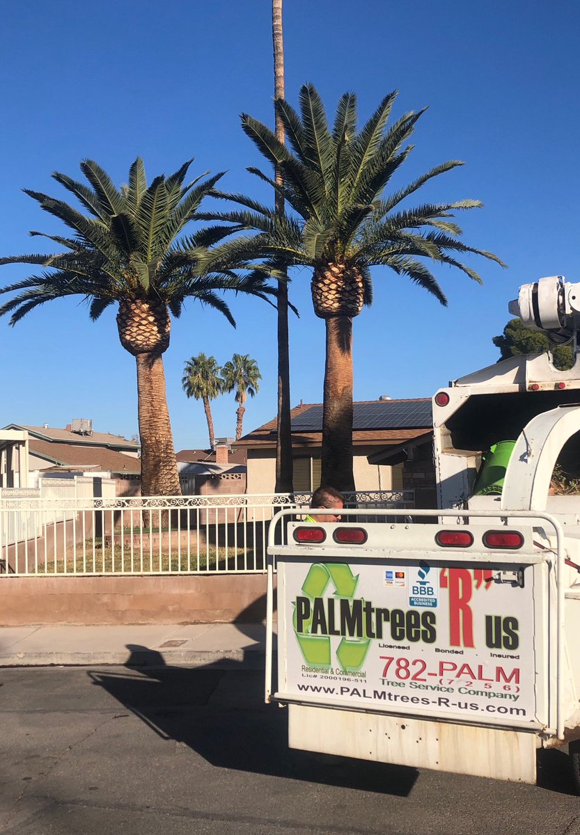 PalmtreesR's tweet image. I absolutely love well groomed Canary Island date palm’s
