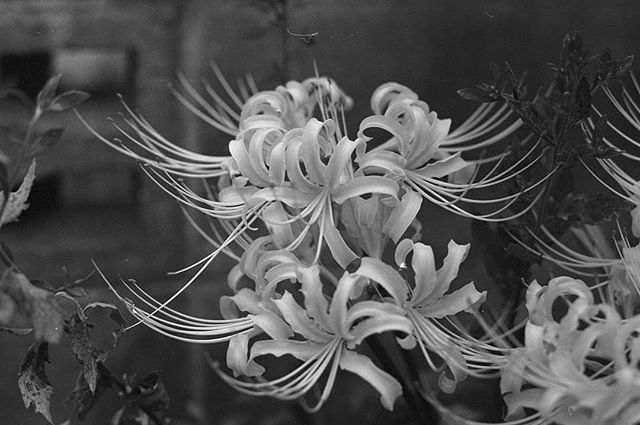 White cluster amaryllis.

#flowers #flowerstagram #flowerphotography #bnwflowers #bnwnature #bnw_flowers #bnw_nature #olympusom1 #zuiko50mmf18 #ilfordxp2super400 
#filmphotography #film_jp #film_japan #filmisalive #filmisnotdead #35mmfilm #35mmphotograph… ift.tt/34KxSqy
