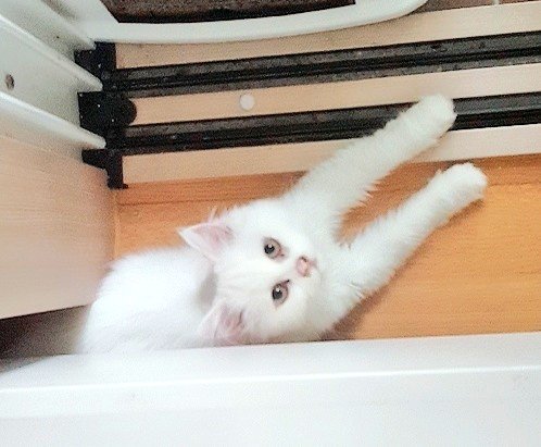 실트 아기고양이라서 10개월짜리 몽이 사진 올리기~!! 갤러리에 가장 어린 몽이 사진이 이것밖에 없어서...