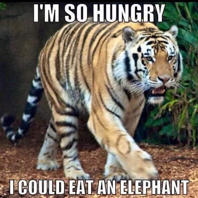 Geaux Tigers!! https://t.co/03gbRpkeeJ<a href="/tag/teamtrees"class="tags"><span>#teamtrees</span></a>