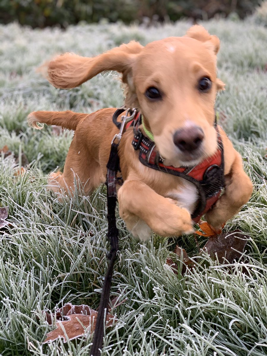 Mom!!!! I’m loving this frosty stuff!! #wcs #cockerspaniel #frostymornings #bloodyfreezing #canihavealieinnow #bonkers #Brodiethedestroyer #lovingit