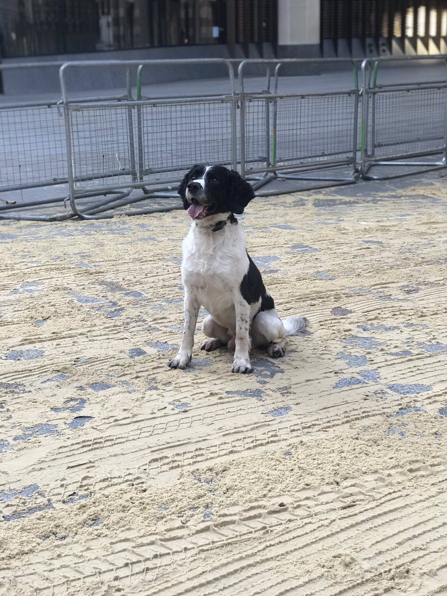 CityPoliceDogs's tweet image. PD Billy’s last Lord Mayors Show before he retires! Shout out for PD Billy #PDBilly @CityPolice @CityPoliceCops @cityoflondon