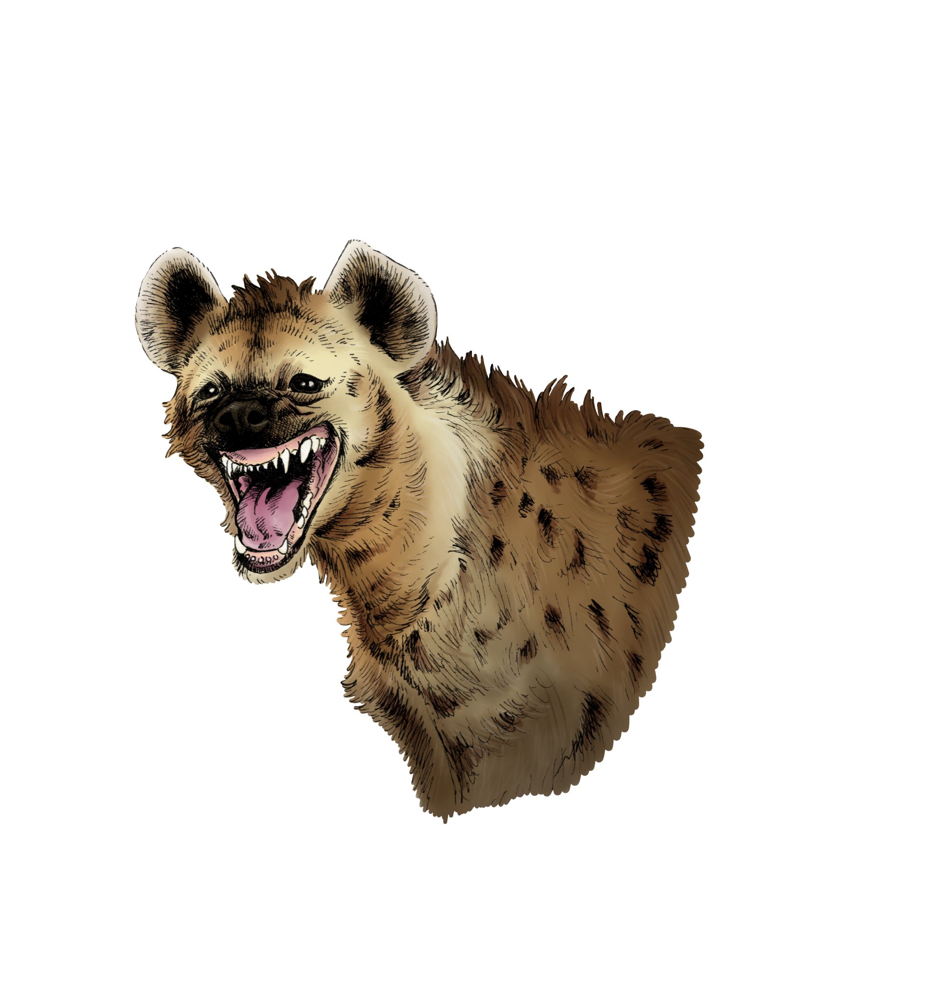 “Coloured my #Inktober2019 hyena drawing #hyena #drawing” .