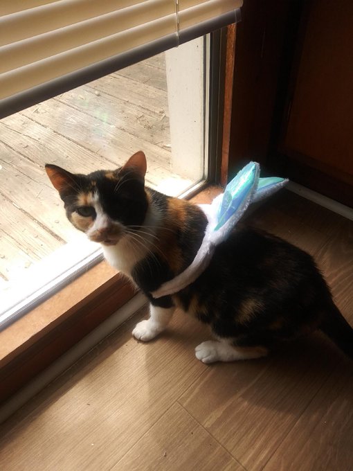 Every month she goes into heat and every night anywhere from 5 days in a row to as many as 16 days in<a href="/tag/teamtrees"class="tags"><span>#teamtrees</span></a>