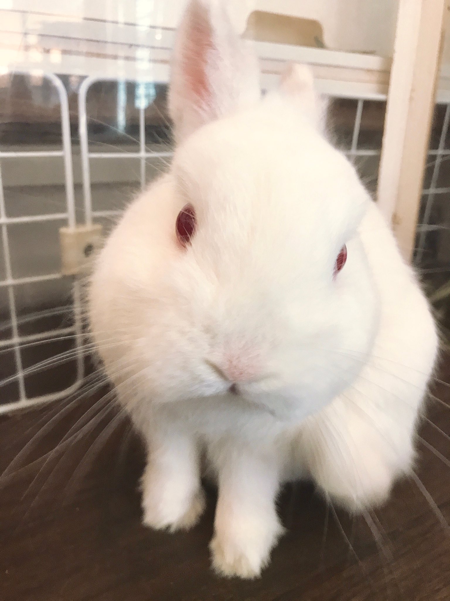 うさぎカフェ ミニヨン ネザーランドドワーフのヒマラヤンᕱ ᕱ とってもふわふわで触り心地がいいのです 大人しいけどちょこちょこ近寄ってきて可愛い カフェミニヨン 吉祥寺 東京 うさぎ うさぎカフェ ネザーランドドワーフ ヒマラヤン