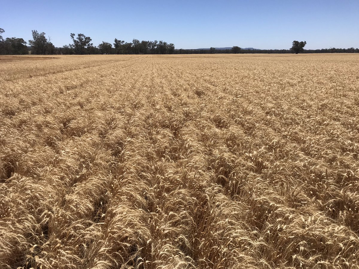 Pretty proud of this little crop. Sown into a failed crop from the previous winter. 93mm GSR. Coming off at a smidge under 4T/Ha #harvest2019 #wheat #notillfarming #glyphosate #GLYHO