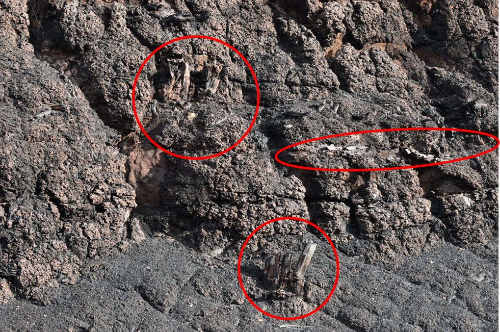 tara_a_evans's tweet image. Early to Middle Miocene aged fossilised trunk and root specimens from the brown coal facies of south-eastern Australia. Specimens were found preserved in their original growth positions! 
#Paleobotany #fossilwood #fieldwork #coal