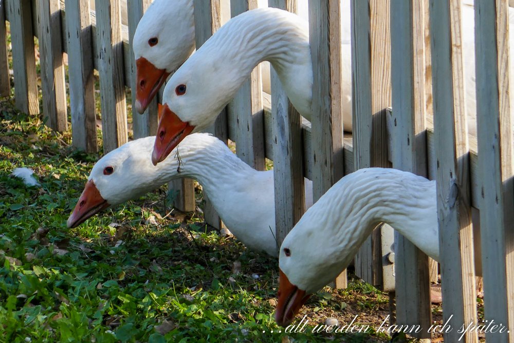 11. November, Martini. Zeit der Gänse. Mehr dazu: altwerden-spaeter.blog/2019/11/09/gae…