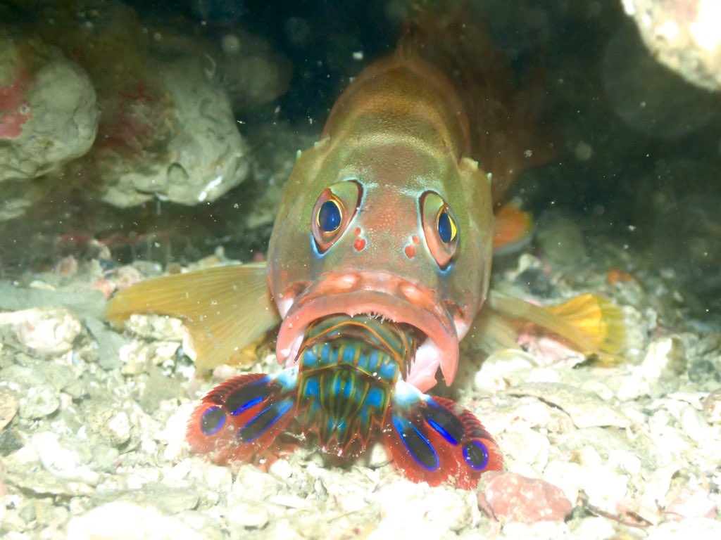 モンハナシャコ モンハナシャコ