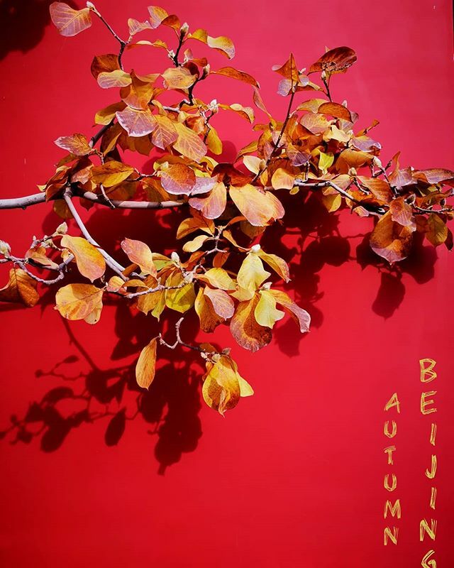 AronYin's tweet photo. #beijing  #autumn 在我心中北京的秋天是最美的，不接受反驳！ https://t.co/yLZrhjMWFj https://t.co/IDAGURfs5h