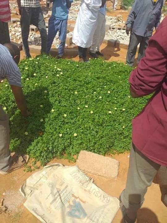 Alperto21's tweet photo. Waa Qaburaha Burco waa xabaal ka duwan quburaha kale. Waxaa Alle ku gogley geed aan dhinacna u dhaafin xabaashaas oo aad moodayso in lagu beeray oo laga shaqeeyay, waxaana ku aasan wiil dhallinyaro ah  xabaasha muddo laba bilood ah ayuuna ku aasan yahay. Waa arrin mucjiso ah. https://t.co/LUWPgp4mUL